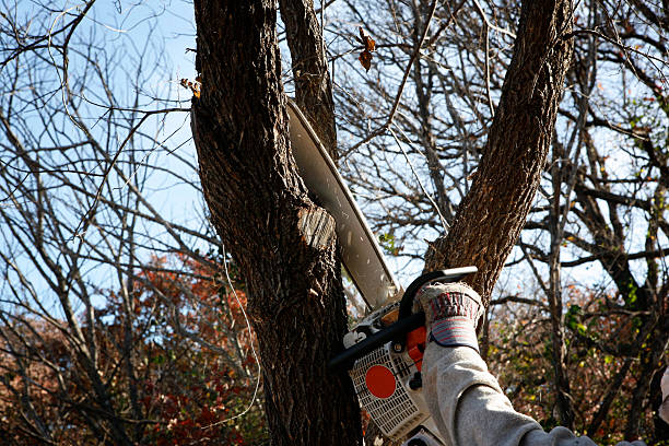 Leaf Removal in Idabel, OK