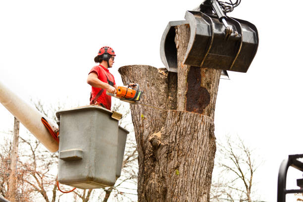 Best Commercial Tree Services  in Idabel, OK